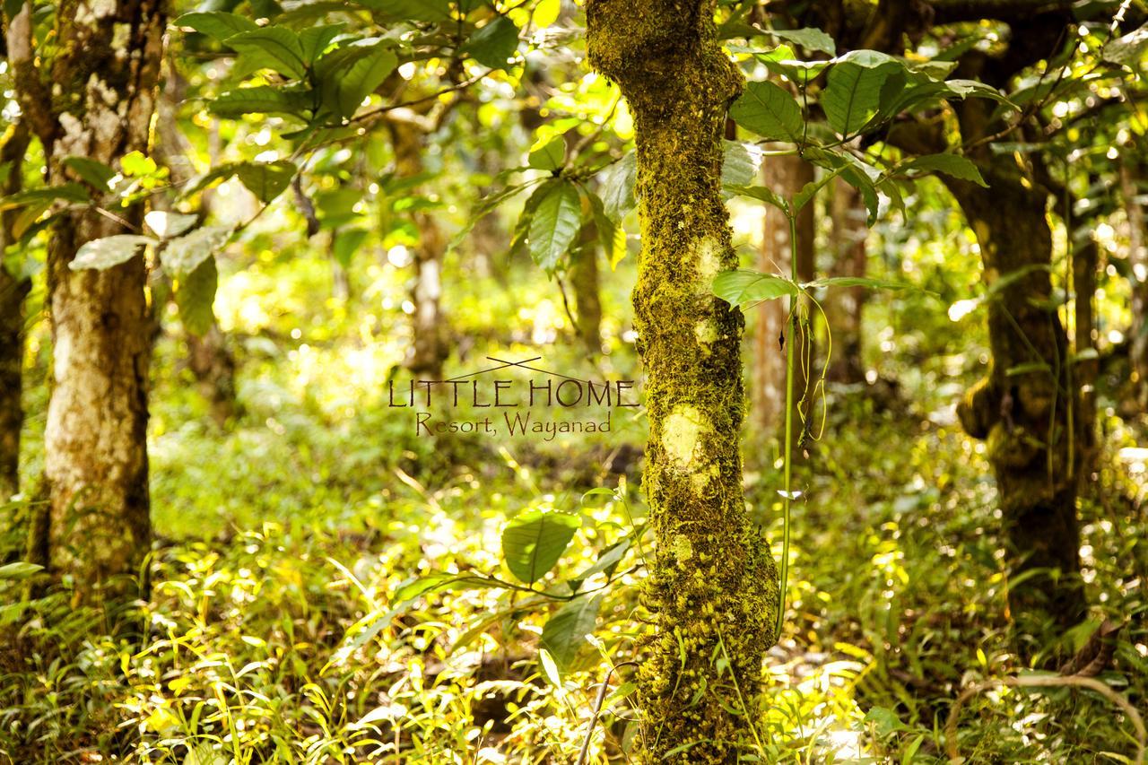 Little Home Resort Vythiri Esterno foto